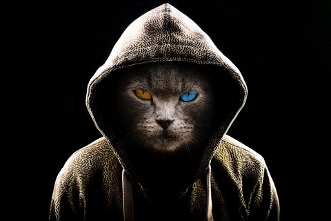 lonely cat