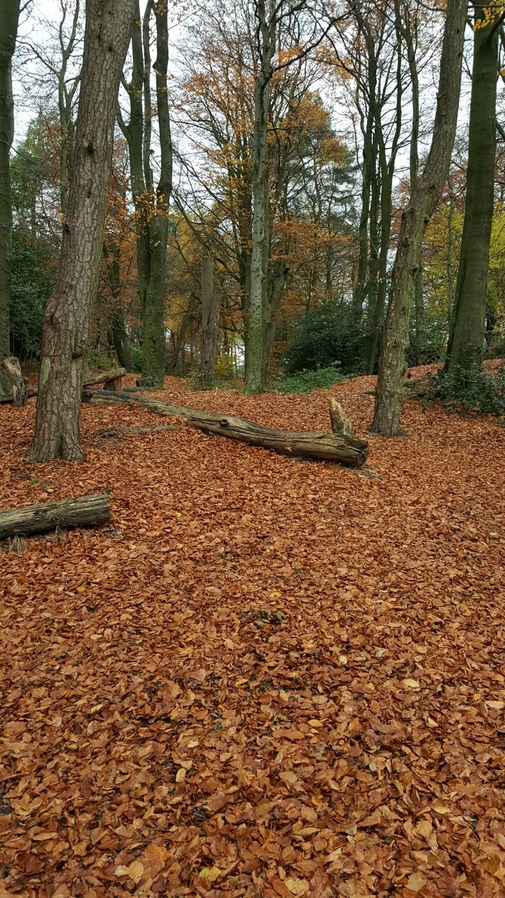 Simply trees and leaves