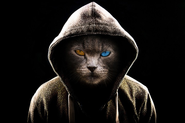 lonely cat