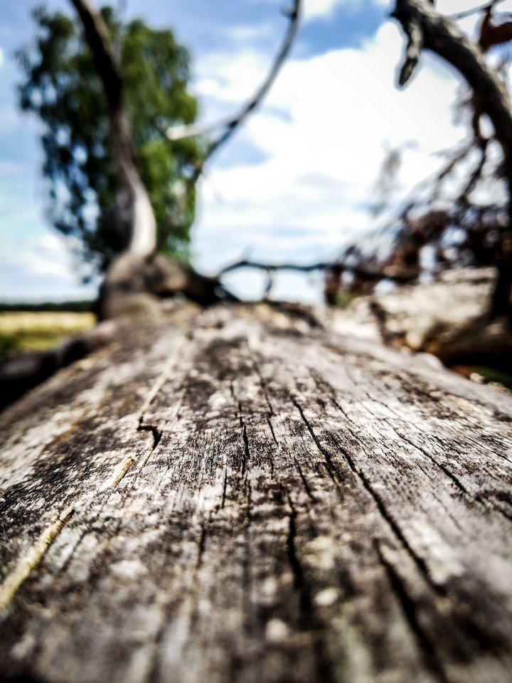 The fallen tree