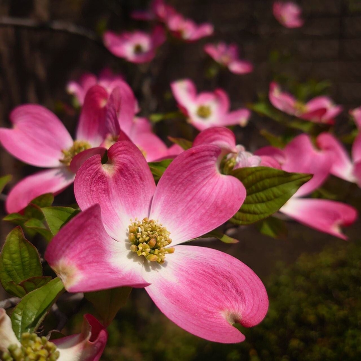 cornus