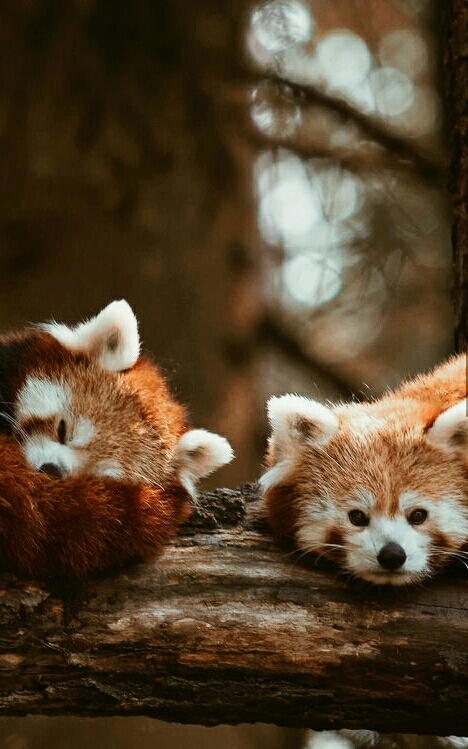 red pandas