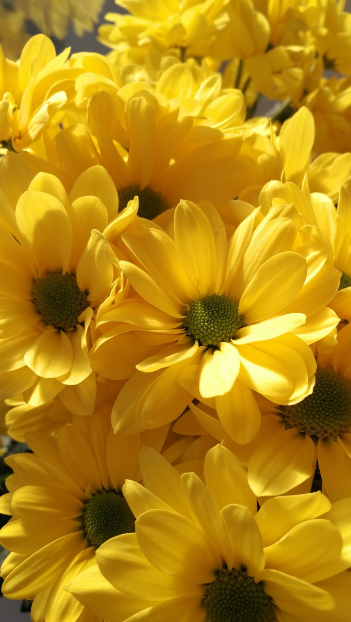 цветы flowers