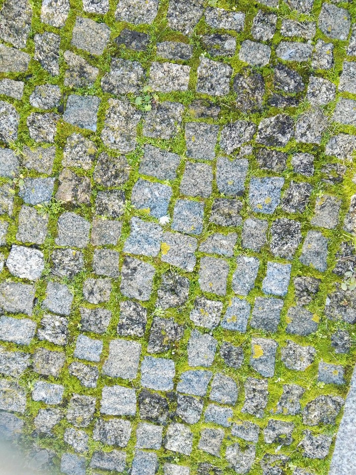 Moss