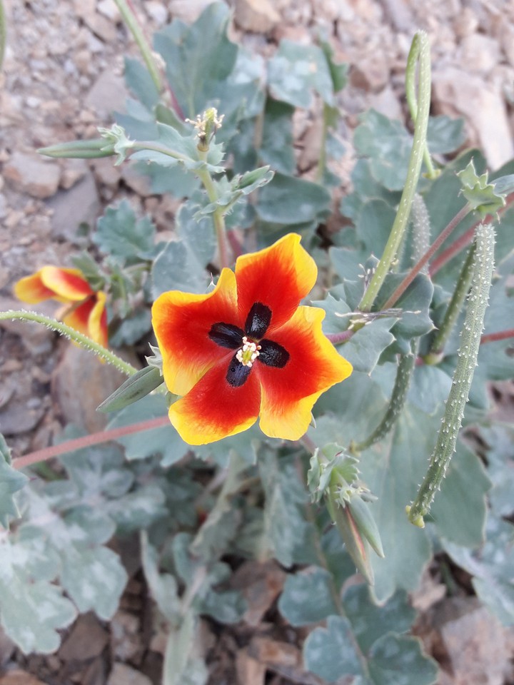گل زیبا در دل کوه