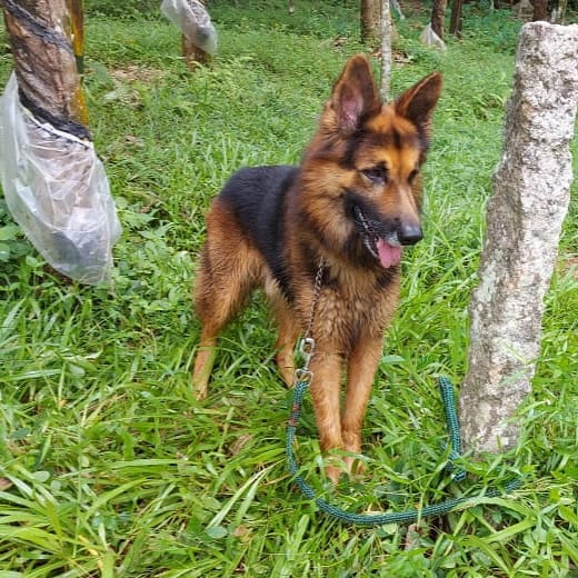 GSD rockss