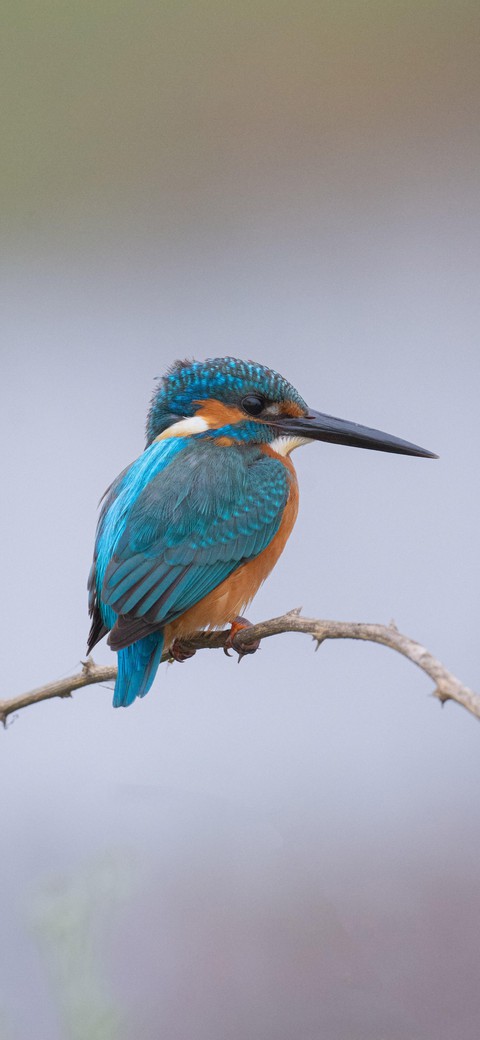 sfondi beak, feather