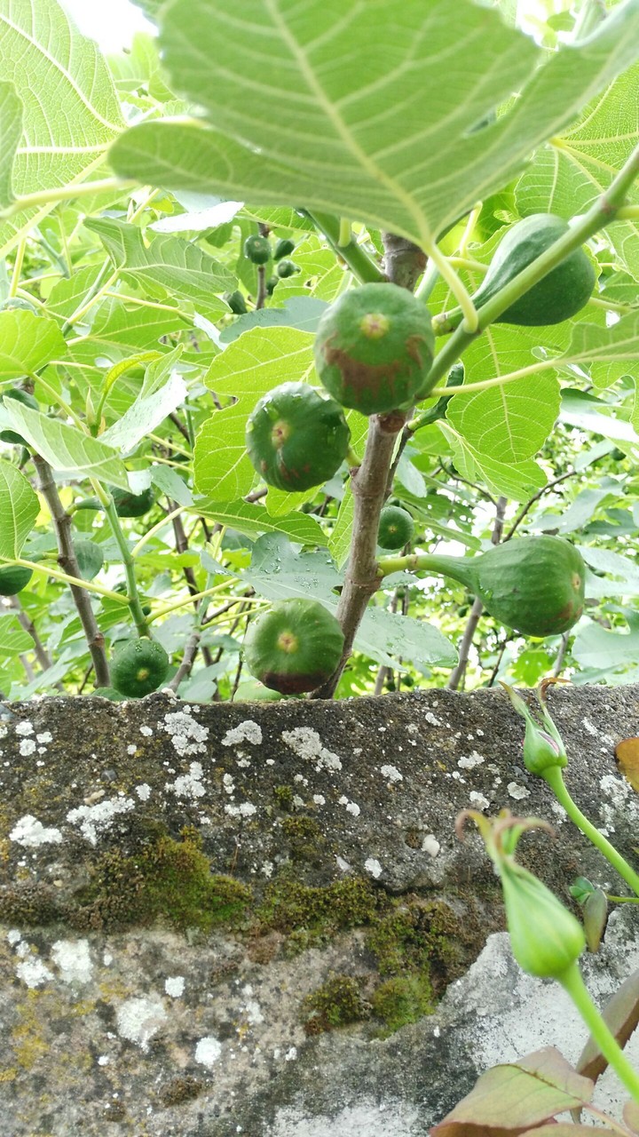 fruit