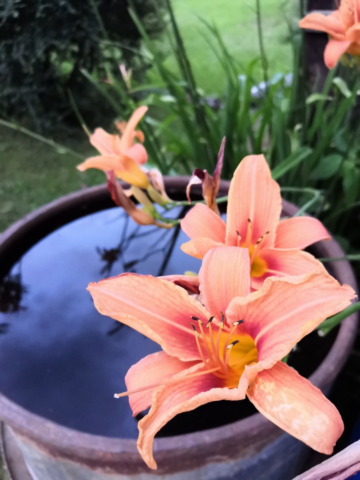 Flower orange