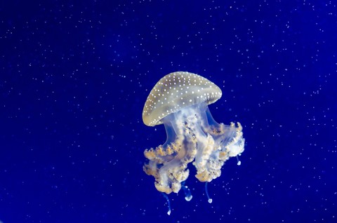 sfondi underwater, Science