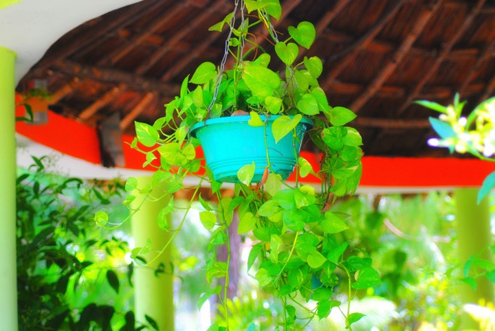 flowerpot