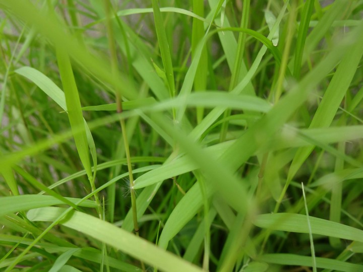 Grass