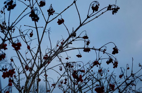 sky, flower壁纸