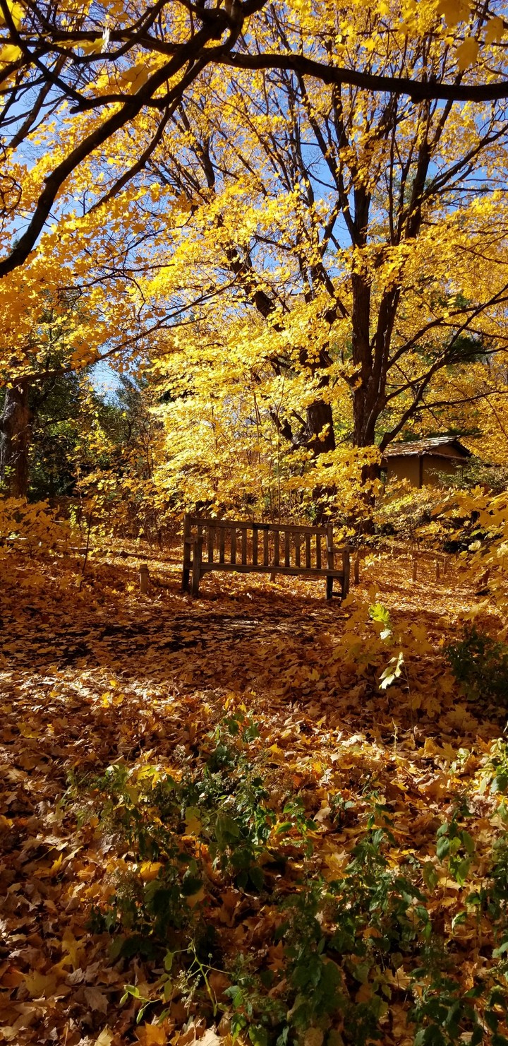 Autumn Gold