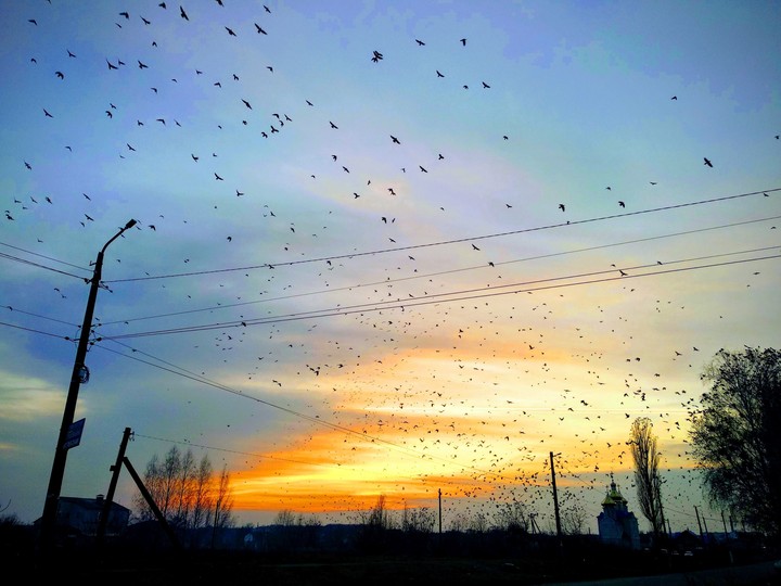 birds in the sky