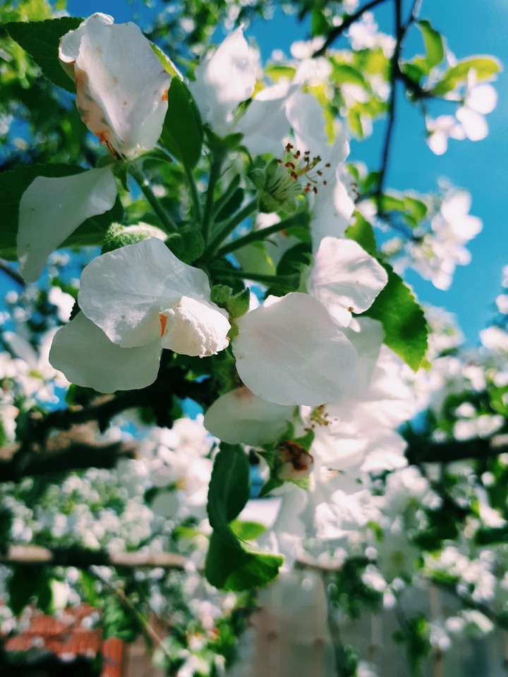 tree