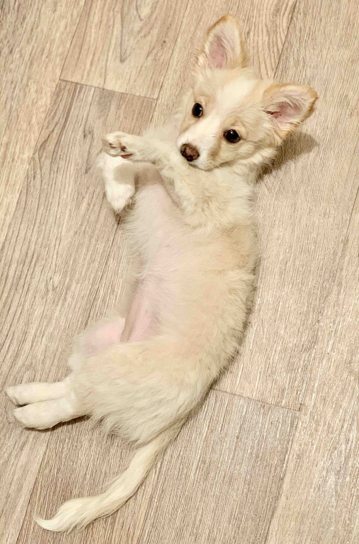 puppy
