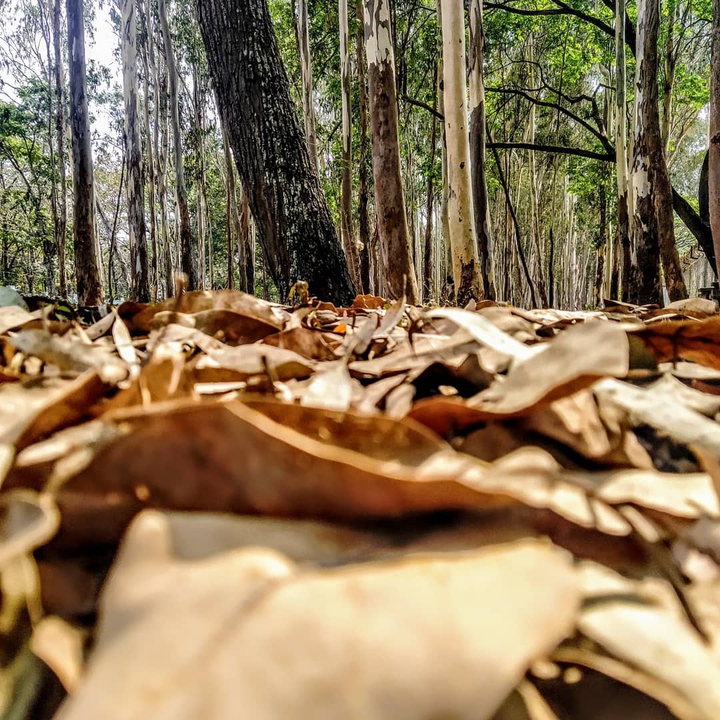 Forest