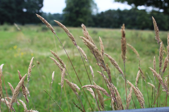 gentle breeze