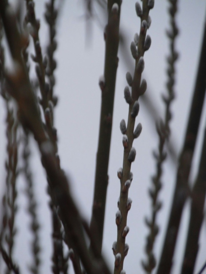 -spring