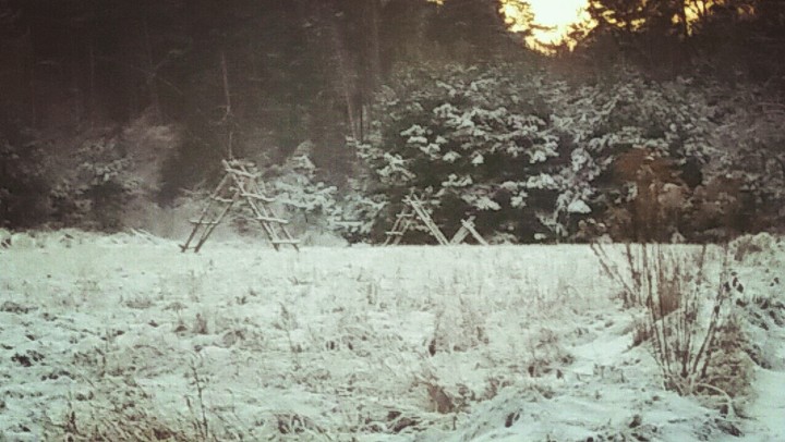Winter in the forest and on the fields