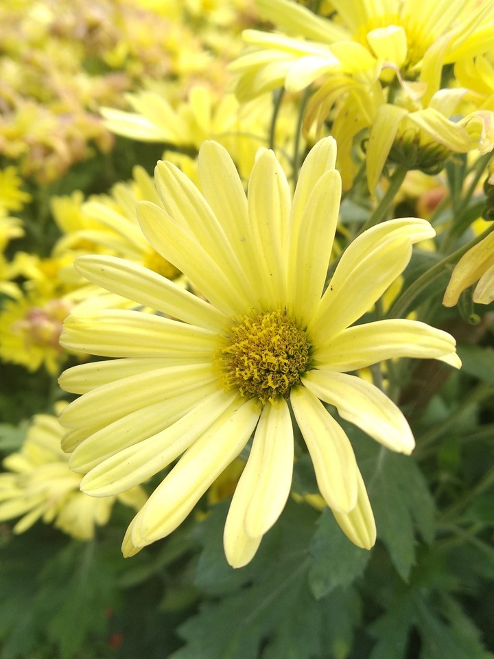 Marguerite Daisy
