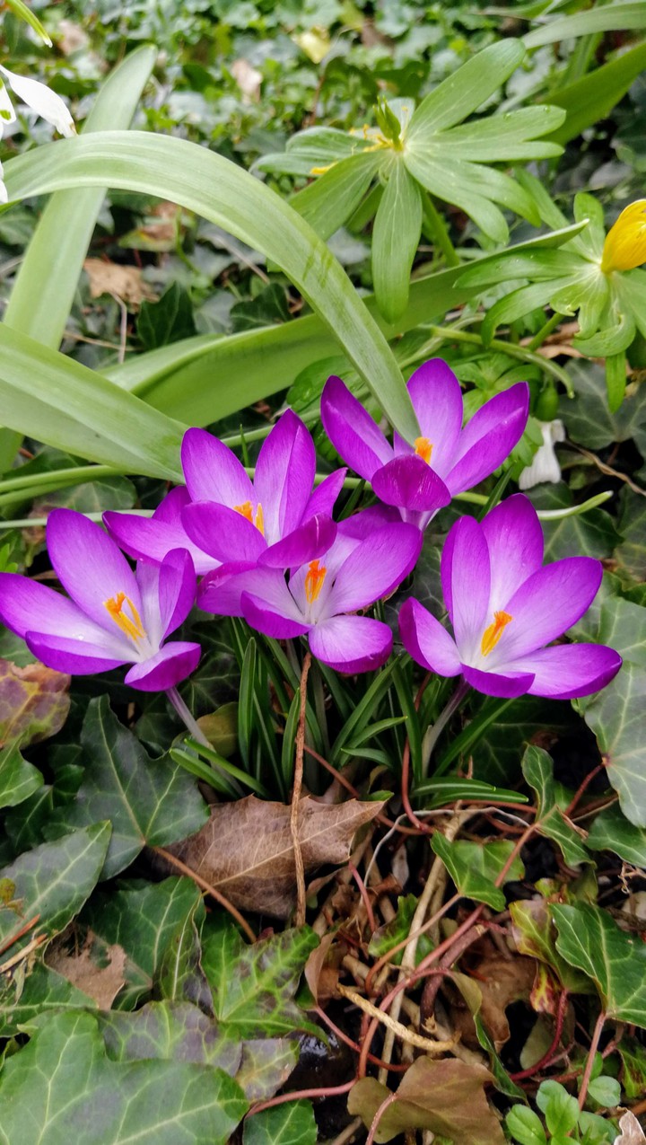 krokus