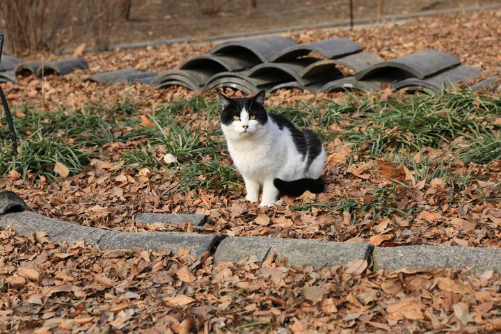 WildCat (ChangGyongGung_Palace)