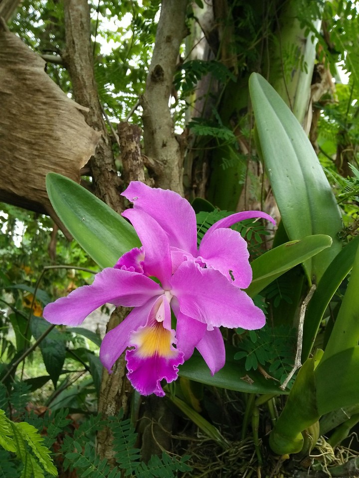 flower