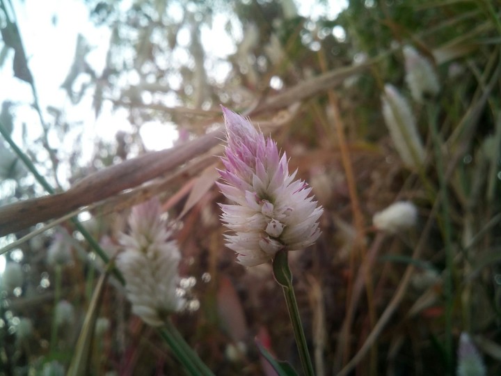 flower