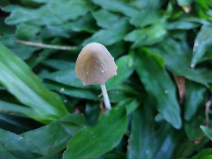 Mushroom