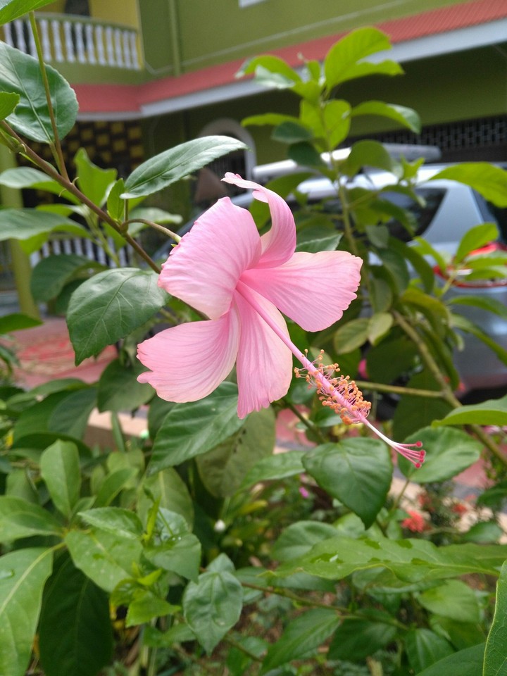 let it Bloom