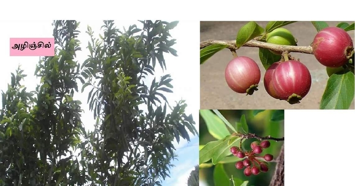 அழிஞ்சல் மரம்