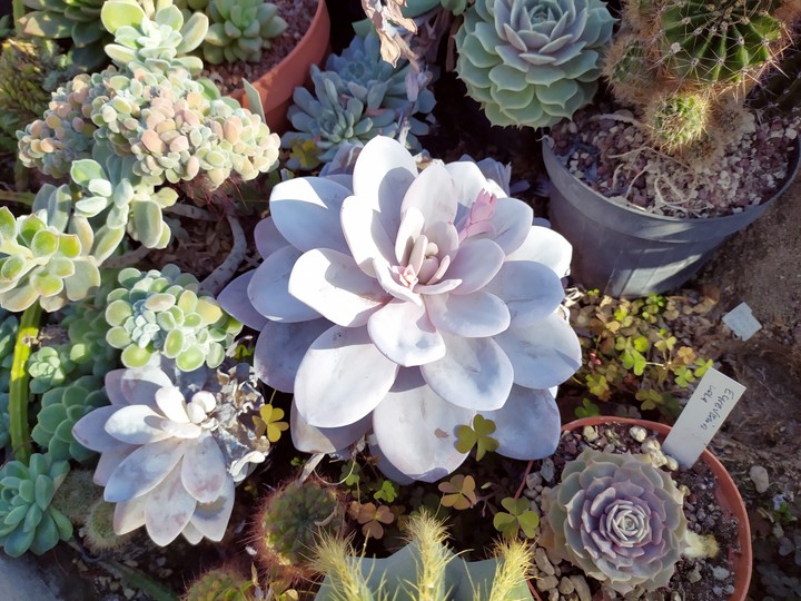 violet cactus