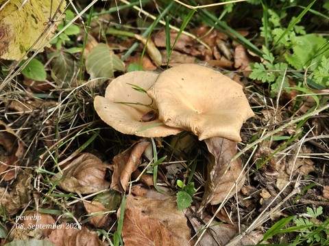 Herbstlich