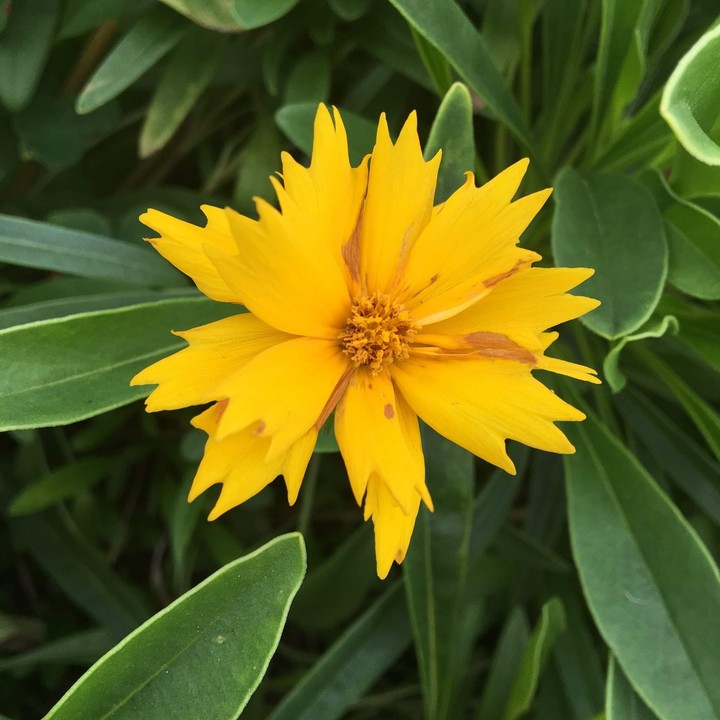 Yellow Flower