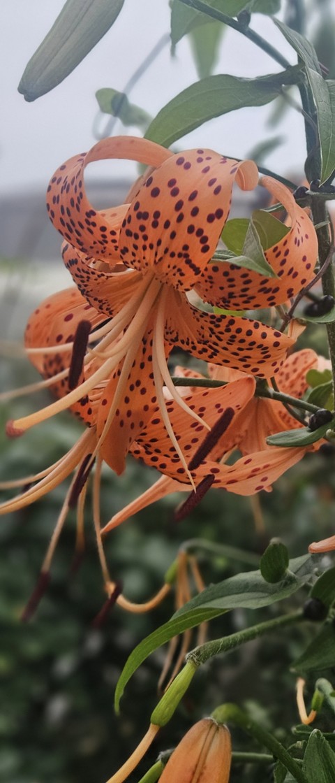 alstroemeriaceae, lilies壁紙