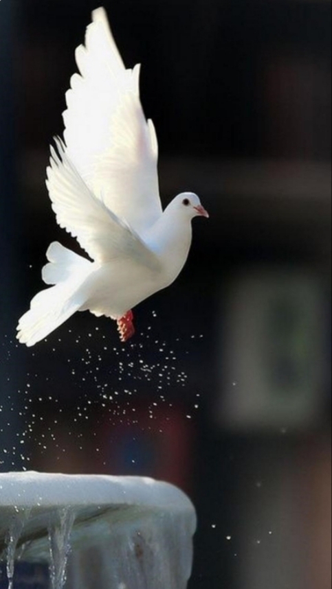 dove