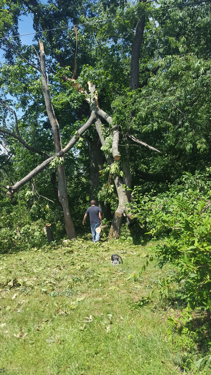 Fallen Tree