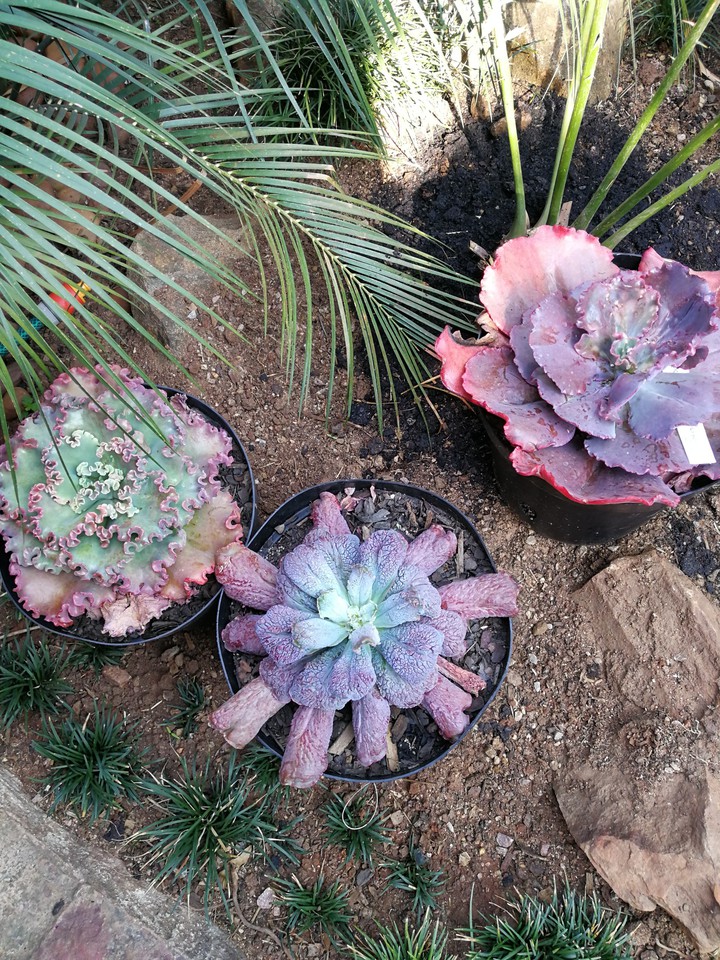 My garden