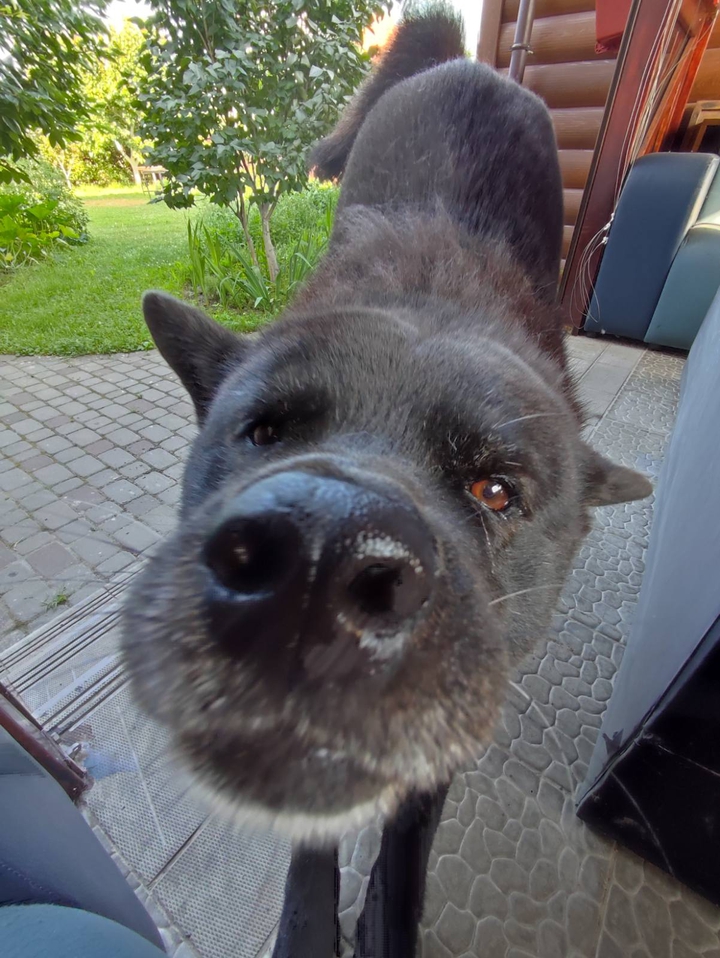 funny dog