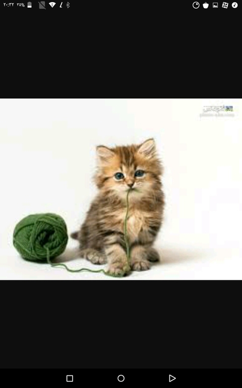 fondos de pantalla kitten, cat