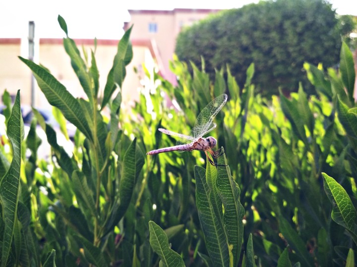 fly high...