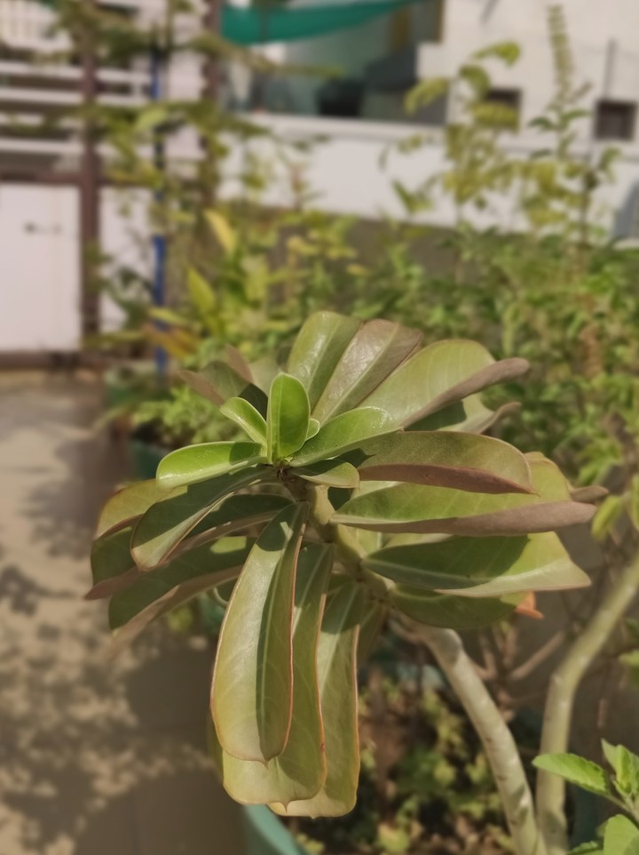 Plant
