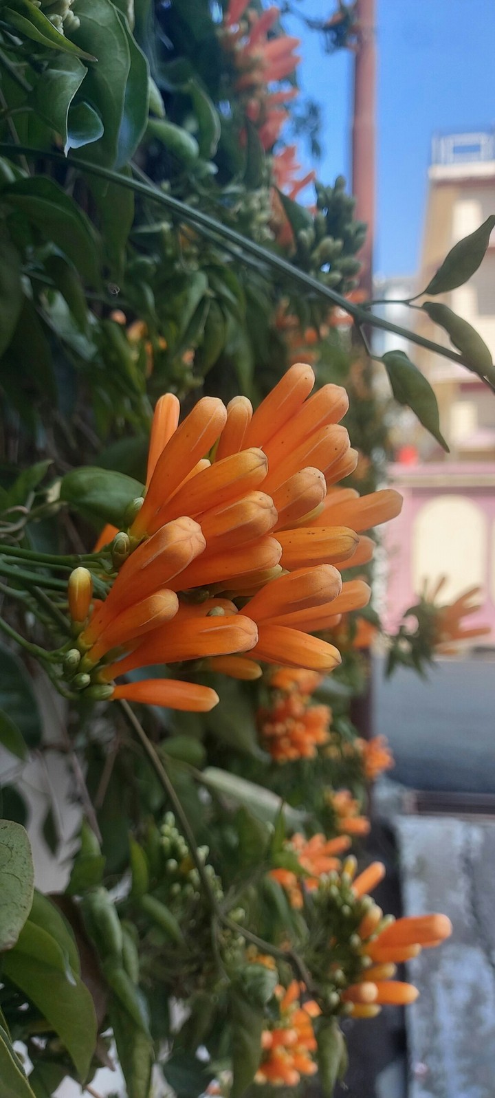 My clicks