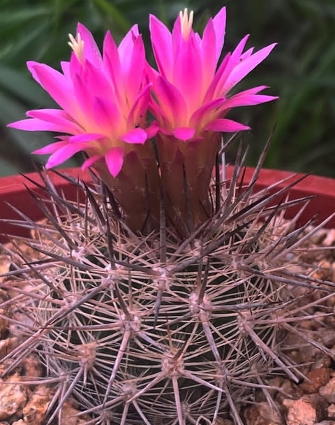 Cactus, pink壁纸