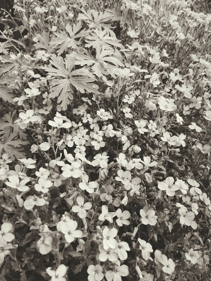 цветы