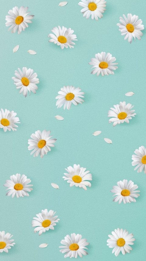 Pastel, camomile wallpapers