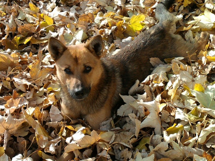 пес