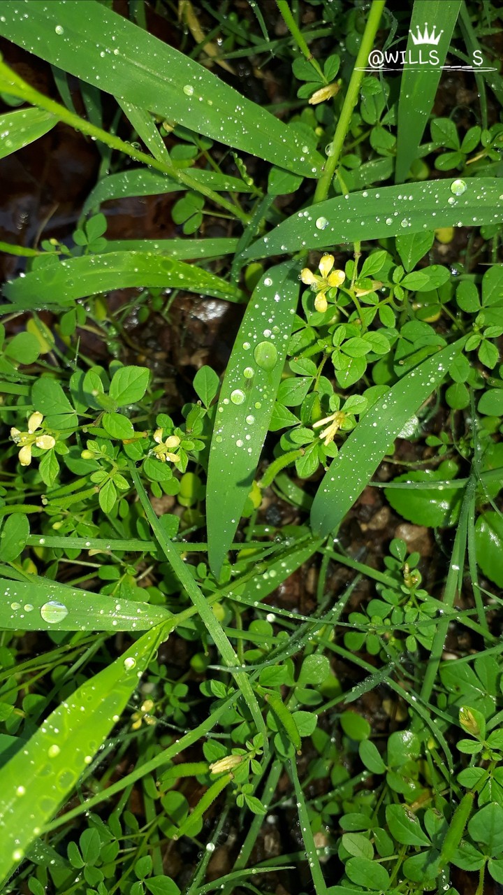 yellow  flowers  and  water  dropp on  grass